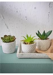 Pianta grassa artificiale con vaso (pacco da 3), bpc living bonprix collection