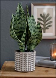 Pianta artificiale con vaso, bpc living bonprix collection