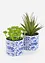 Pianta artificiale succulenta con vaso (pacco da 2), bonprix