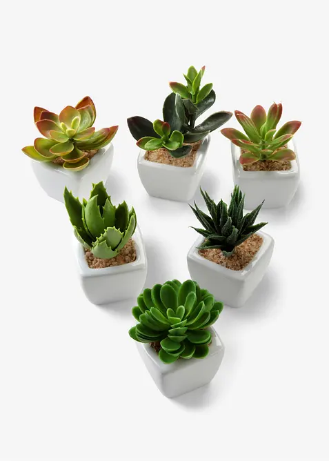 Piante grasse artificiali (set 6 pezzi), bonprix