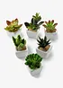 Piante grasse artificiali (set 6 pezzi), bonprix